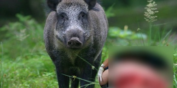 Divoké prase potrhalo v lese muže