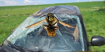 Vosa vyděsila alergického řidiče