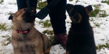 Bára, Jessy, Roxy, Whiskey, Armin, Dag a Joker