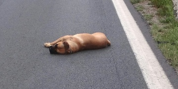 Další střet osobního vozidla se psem