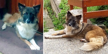 Hledá se Vicky