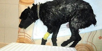 Boj o život psa veterináři prohráli